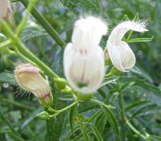 white monkeyflower